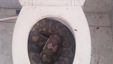 لدغة ثعبان