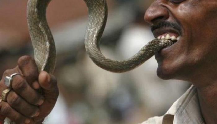 ثعبان